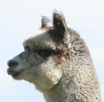 Mattea